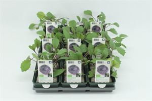 Afbeelding van Kool. Rode kool